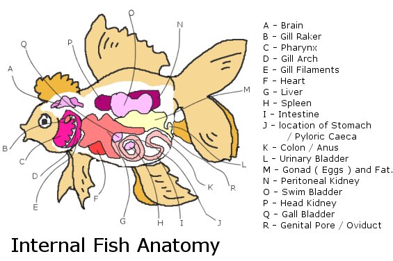 goldfish internal anatomy