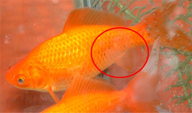 why-is-my-goldfish-getting-brown-spots